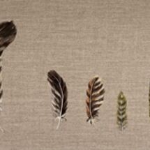Found Feathers