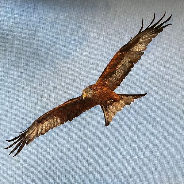 Red Kite