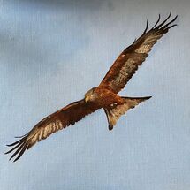 Red Kite