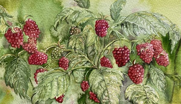 Raspberries