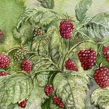 Raspberries