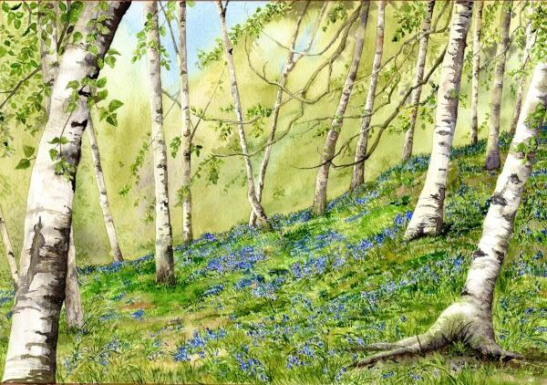 Birch & Bluebell Wood