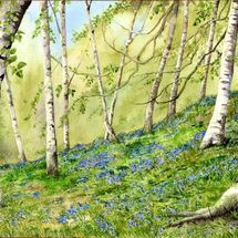 Birch & Bluebell Wood