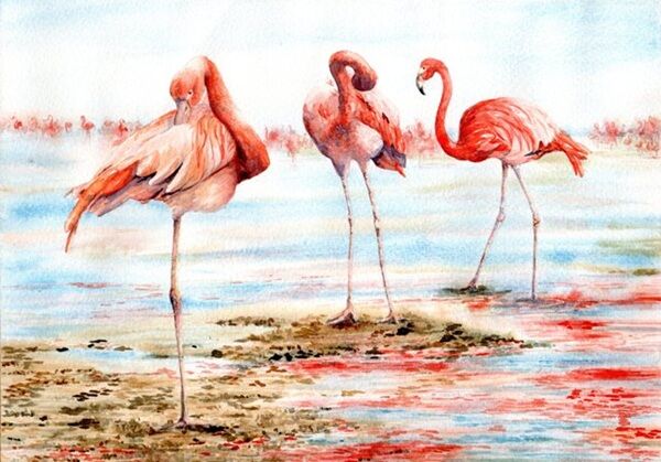 Flamingos