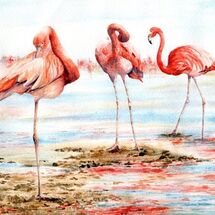 Flamingos