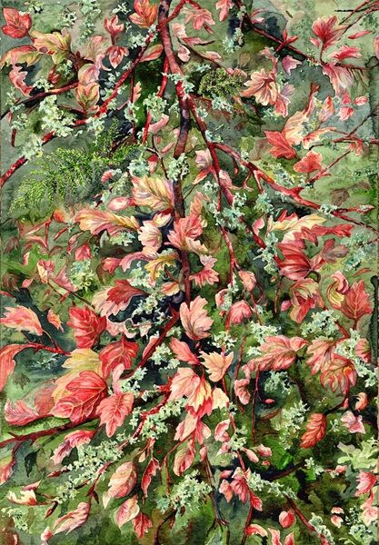 Hawthorn & Lichen