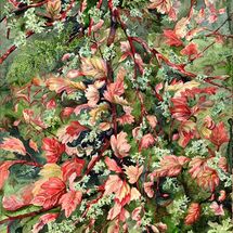 Hawthorn & Lichen
