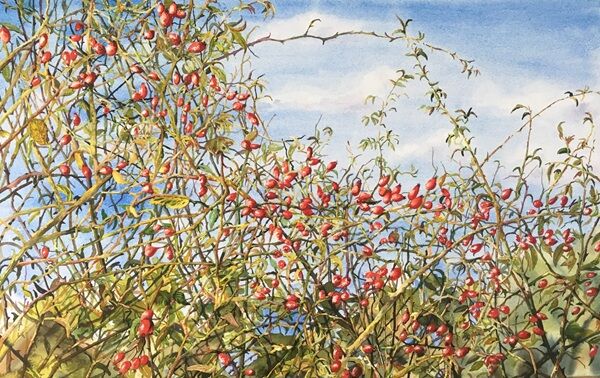 Hawthorn & Rosehips