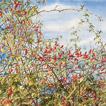 Hawthorn & Rosehips