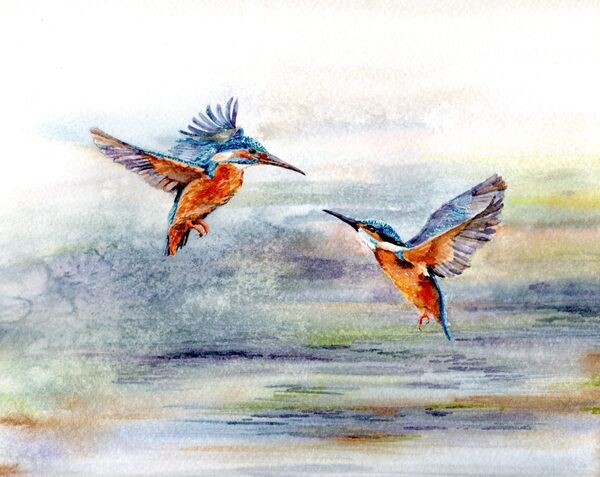 Kingfishers