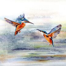 Kingfishers