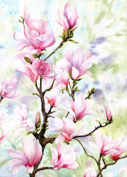 Magnolia