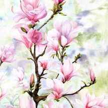 Magnolia