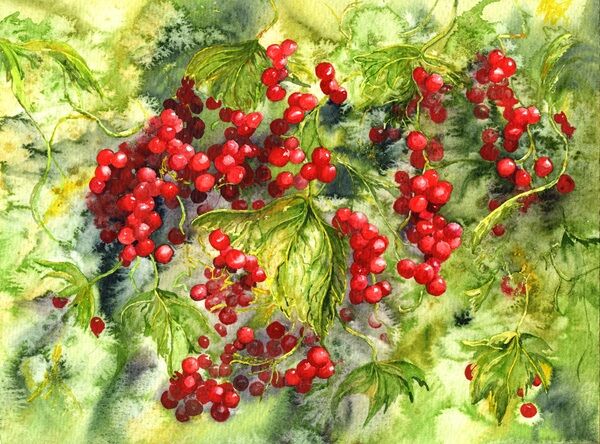 Redcurrants