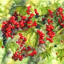Redcurrants