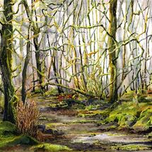 Woodland Walk