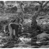 olive pickers ii