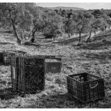 olive picker iv