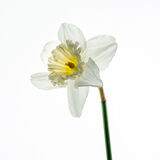 flower art