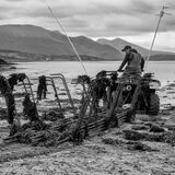 george and patrick (oyster farming)