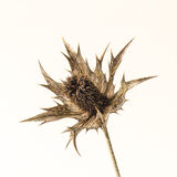 lady wilmotts ghost 1