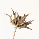 lady wilmotts ghost 2