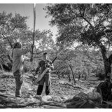 olive pickers