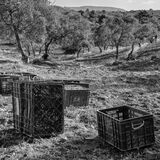 olive picking 1
