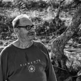 olive picking 2