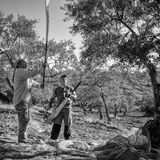 olive picking 3