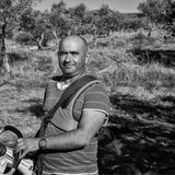 olive picking 4