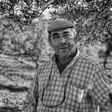 olive picking 5