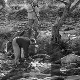 olive picking 6