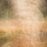 rosebay willow herb 2