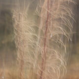 rosebay willow herb 1