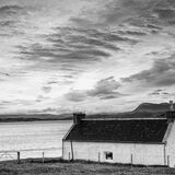 starlings on the roof