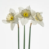 three daffodils