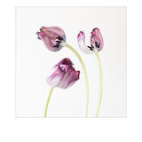 yesterdays tulips 1