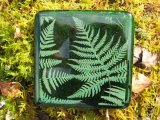 fern coaster (2)