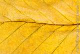 Exhibition of Fine Art Prints