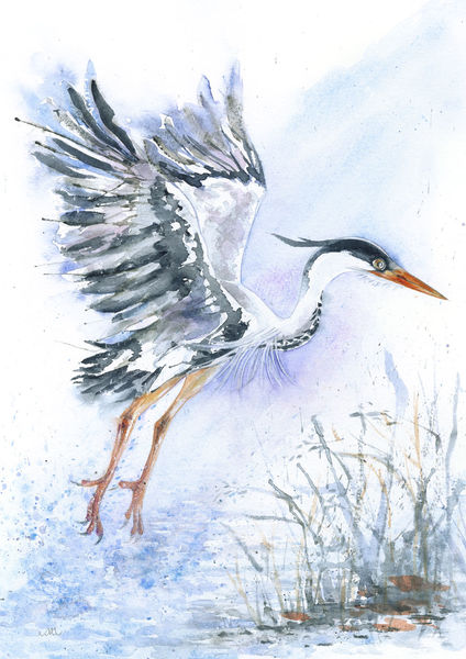 Breaking into Flight - Grey  Heron