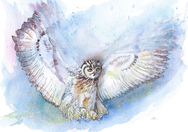 Little Owl