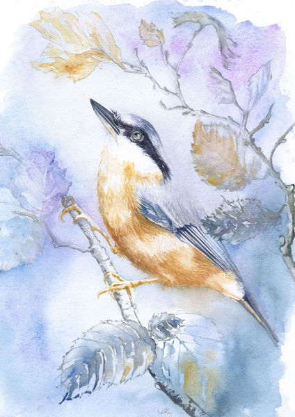 Nuthatch in Hazel
