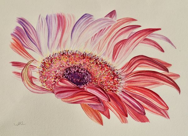 Gerbera