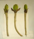 tree buds