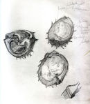 CHESTNUT4 8.18"X 8.18" charcoal on paper