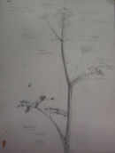 cowparsley study1987