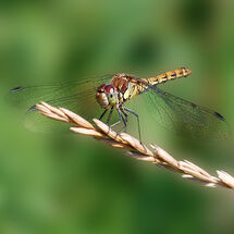 Common Darter