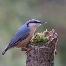 Nuthatch