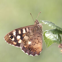Speckled Wood
